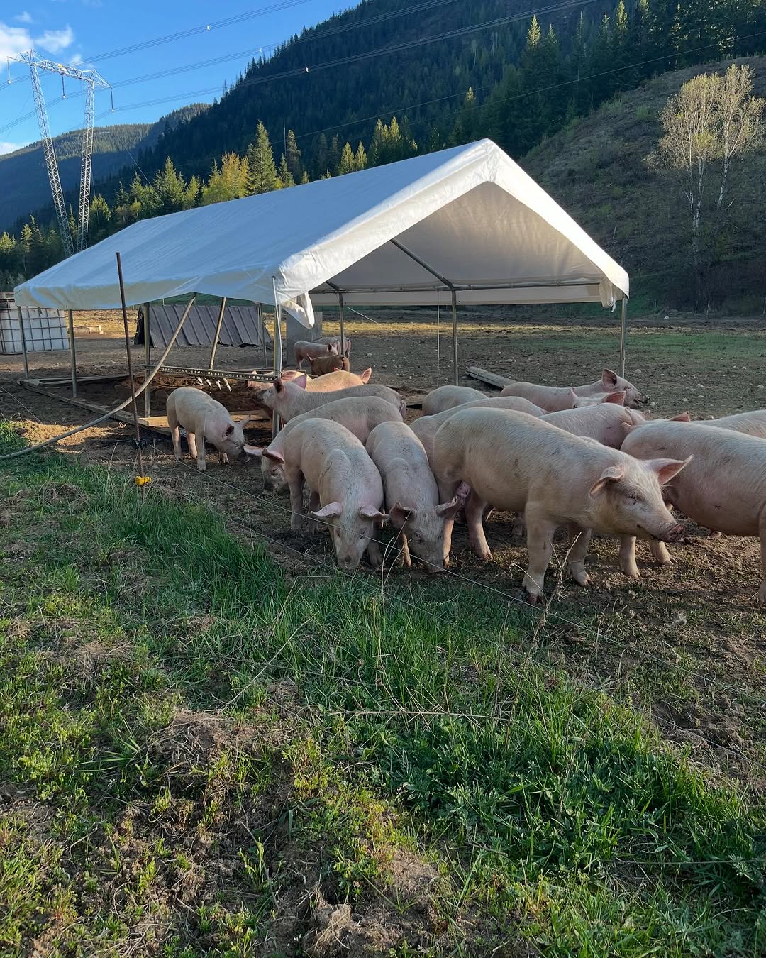 Half/side of a Landrace/Duroc Pig – Pasture-Raised on Non-GMO Feed (Pre-Sale Deposit)