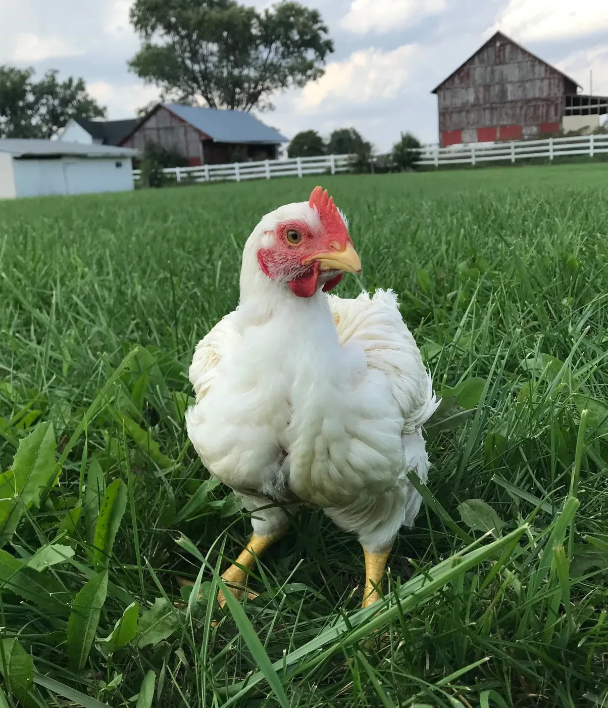 Cornish Cross Chickens (Pre-Order Deposit)