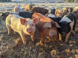 Half/side of a Landrace/Duroc Pig – Pasture-Raised on Non-GMO Feed (Pre-Sale Deposit)