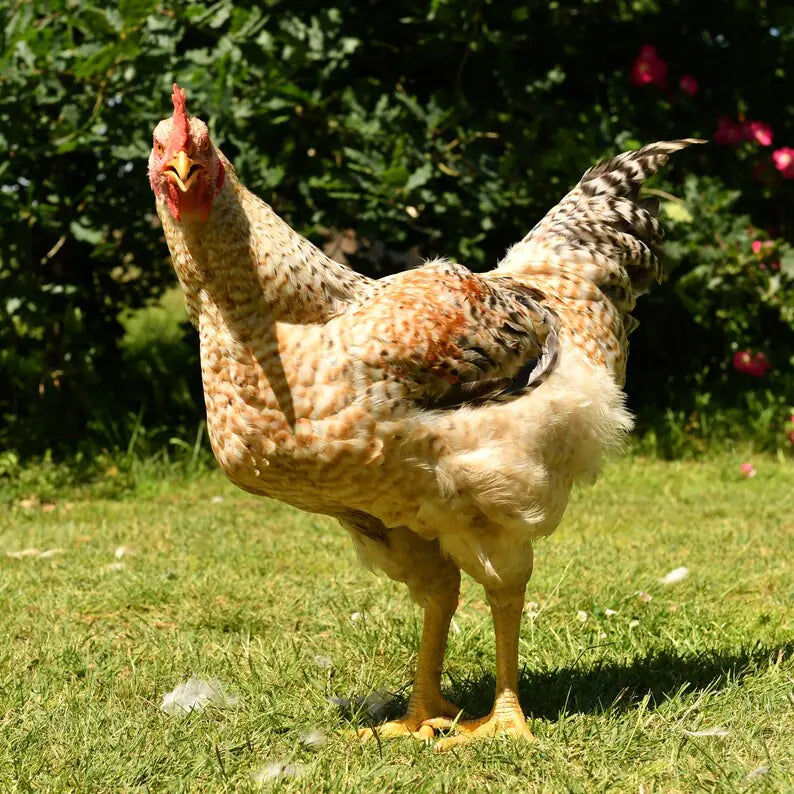 Western Rustic Chicken (Pre-Order Deposit) – Quantum Farm